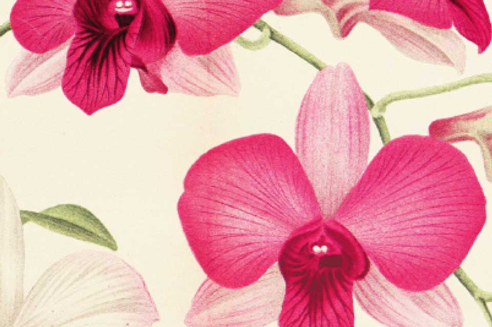 Year of Flora
